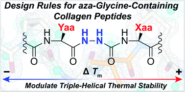 Rules for the design of aza-glycine stabilized triple-helical collagen peptides - Chemical ...