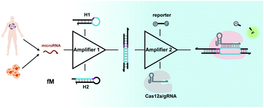 Integrating Crispr Cas12a With A Dna Circuit As A Generic Sensing Platform For Amplified Detection Of Microrna Chemical Science Rsc Publishing