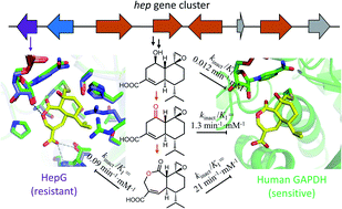 Biosynthesis Of The Fungal Glyceraldehyde 3 Phosphate Dehydrogenase Inhibitor Heptelidic Acid And Mechanism Of Self Resistance Chemical Science Rsc Publishing