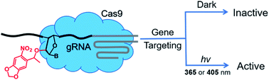 Photocontrol Of Crispr Cas9 Function By Site Specific Chemical Modification Of Guide Rna Chemical Science Rsc Publishing