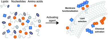 Activation chemistry drives the emergence of functionalised protocells ...