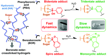 Boronic Acid And Diol Containing Polymers How To Choose The Correct Couple To Form Strong Hydrogels At Physiological Ph Soft Matter Rsc Publishing
