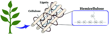 hemicellulose structure