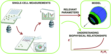 Single Cell Biophysical Study Reveals Deformability And Internal Ordering Relationship In T Cells Soft Matter Rsc Publishing