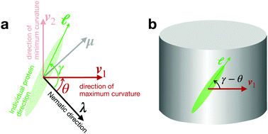 A Theory Of Ordering Of Elongated And Curved Proteins On Membranes Driven By Density And Curvature Soft Matter Rsc Publishing