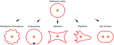 More Than Just A Barrier Using Physical Models To Couple Membrane Shape To Cell Function Soft Matter Rsc Publishing