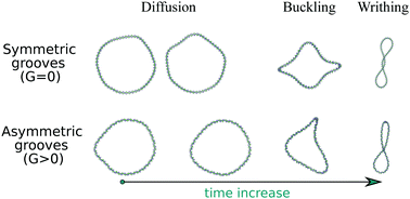 Twist Dynamics And Buckling Instability Of Ring Dna The Effect Of Groove Asymmetry And Anisotropic Bending Soft Matter Rsc Publishing