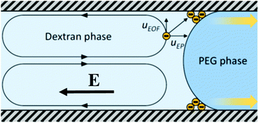 Interaction Of Proteins With Phase Boundaries In Aqueous Two Phase Systems Under Electric Fields Soft Matter Rsc Publishing