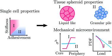 Distribution And Propagation Of Mechanical Stress In Simulated Structurally Heterogeneous Tissue Spheroids Soft Matter Rsc Publishing