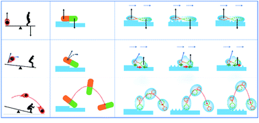 seesaw motion