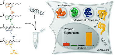 Tuning Of Endosomal Escape And Gene Expression By Functional Groups Molecular Weight And Transfection Medium A Structure Activity Relationship Study Journal Of Materials Chemistry B Rsc Publishing