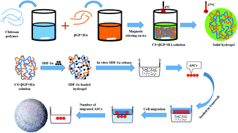 In Vitro Study Of Sdf 1a Loaded Injectable And Thermally Responsive Hydrogels For Adipose Stem Cell Therapy By Sdf 1 Cxcr4 Axis Journal Of Materials Chemistry B Rsc Publishing