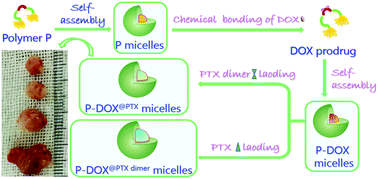 Novel Multi Stimuli Responsive Functionalized Peg Based Co Delivery Nanovehicles Toward Sustainable Treatments Of Multidrug Resistant Tumor Journal Of Materials Chemistry B Rsc Publishing