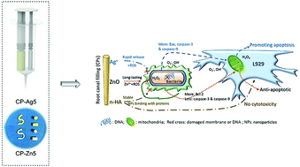 The In Vitro Evaluation Of Antibacterial Efficacy Optimized With Cellular Apoptosis On Multi Functional Polyurethane Sealers For The Root Canal Treatment Journal Of Materials Chemistry B Rsc Publishing