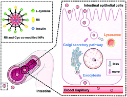 Complying with the physiological functions of Golgi apparatus for secretory  exocytosis facilitated oral absorption of protein drugs - Journal of  Materials Chemistry B (RSC Publishing)