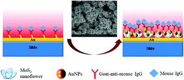 A MoS2 nanoflower and gold nanoparticle-modified surface plasmon ...