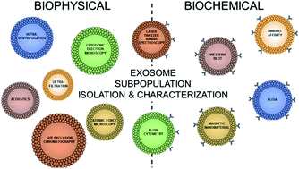 Separation Of Distinct Exosome Subpopulations Isolation And Characterization Approaches And Their Associated Challenges Analyst Rsc Publishing