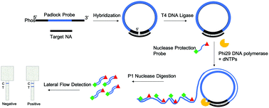 Padlock probe-based rolling circle amplification lateral flow assay for