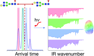 ANACHRONORM Context Galelly 別注 Chemoenzymatic modular assembly of O-GalNAc glycans for