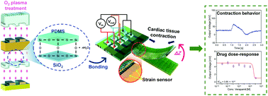 Kantilever polimer berlapis-lapis terintegrasi dengan sensor regangan jembatan penuh untuk meningkatkan sensitivitas gaya dalam pengukuran kontraktilitas jantung