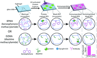 Perbandingan crosslinker yang dapat diaktifkan dengan foto untuk immunoassays in-gel