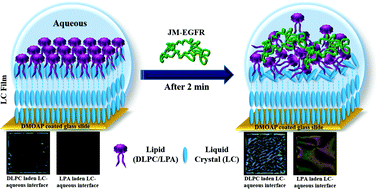 Urutan antarmuka kristal cair yang berbeda diamati oleh interaksi protein-lipid yang memungkinkan penginderaan protein sitoplasma bebas label pada antarmuka kristal cair-air