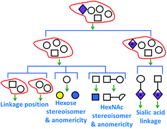 De novo structural determination of oligosaccharide isomers in ...