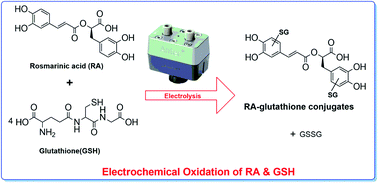 Identification of adducts between oxidized rosmarinic acid and glutathione  compounds by electrochemistry, liquid chromatography and mass spectrometry 