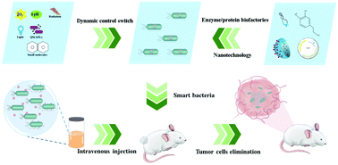 Bacteria Mediated Cancer Therapies Opportunities And Challenges Biomaterials Science Rsc Publishing