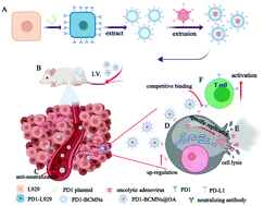 Surface engineering of oncolytic adenovirus for a combination of immune ...