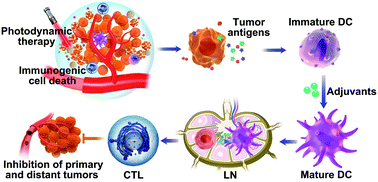 Self-adjuvanting photosensitizer nanoparticles for combination ...