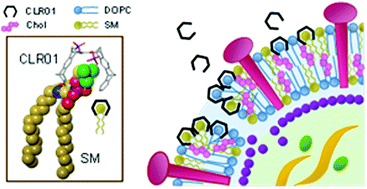 Molecular Tweezers: Supramolecular Hosts with Broad-Spectrum