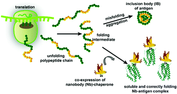 Nanobodies as solubilization chaperones for the expression and purification  of inclusion-body prone proteins - Chemical Communications (RSC Publishing)