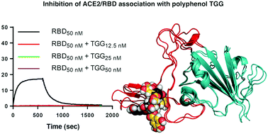Corilagin And 1 3 6 Tri O Galloy B D Glucose Potential Inhibitors Of Sars Cov 2 Variants Physical Chemistry Chemical Physics Rsc Publishing
