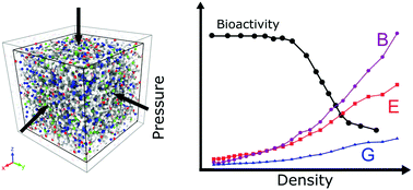 Atomistic Insights Into The Structure And Elasticity Of Densified S Bioactive Glasses