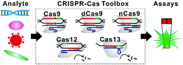 The Crispr Cas Toolbox For Analytical And Diagnostic Assay Development Chemical Society Reviews Rsc Publishing