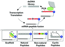 Directing Evolution Of Novel Ligands By Mrna Display Chemical Society Reviews Rsc Publishing