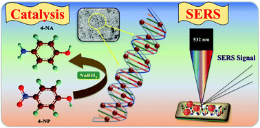 Fabrication Of Highly Stable Platinum Organosols Over Dna Scaffolds For Enriched Catalytic And Sers Applications Dalton Transactions Rsc Publishing