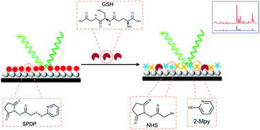 glutathione nhs Highly uniform self-assembled monolayers of silver nanospheres for the  sensitive and quantitative detection of glutathione by SERS