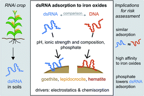 Adsorption Of Double Stranded Ribonucleic Acids Dsrna To Iron Oxyhydr Oxide Surfaces Comparative Analysis Of Model Dsrna Molecules And Deoxyribonucleic Acids Dna Environmental Science Processes Impacts Rsc Publishing