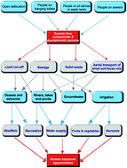 Epidemiological significance of the occurrence and persistence of ...