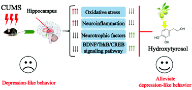 Hydroxytyrosol for brain