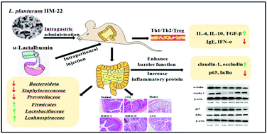 Effect of Lactiplantibacillus plantarum HM-22 on immunoregulation and  intestinal microbiota in α-lactalbumin-induced allergic mice - Food &  Function (RSC Publishing)