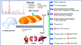 Full article: Blood orange (Citrus sinensis) as a rich source of  nutraceuticals: investigation of bioactive compounds in different parts of  the fruit by HPLC-PDA/MS