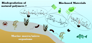 Progresses and future prospects in biodegradation of marine biopolymers ...