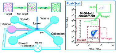 An Integrated High Throughput Microfluidic Circulatory Fluorescence Activated Cell Sorting System M Cfacs For The Enrichment Of Rare Cells Lab On A Chip Rsc Publishing