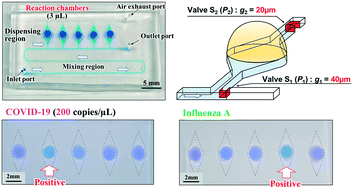 A method of sequential liquid dispensing for the multiplexed genetic  diagnosis of viral infections in a microfluidic device - Lab on a Chip (RSC  Publishing)