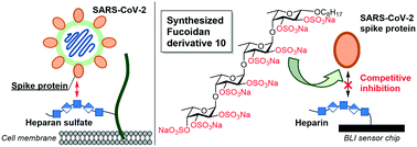 Synthesis of low-molecular weight fucoidan derivatives and their ...