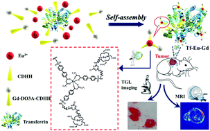 Development Of A Tumor Targetable Heteropolymetallic Lanthanide Complex Based Magnetoluminescent Probe For Dual Modal Time Gated Luminescence Magnetic Resonance Imaging Of Cancer Cells In Vitro And In Vivo New Journal Of Chemistry Rsc Publishing