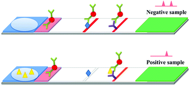 Pathogens - Free Full-Text - Development of a Colloidal Gold  Immunochromatographic Assay for Duck Enteritis Virus Detection Using  Monoclonal Antibodies